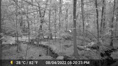 Odocoileus virginianus