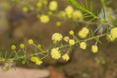 Acacia aculeatissima