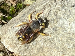 Anthidium oblongatum
