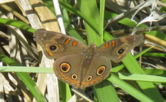 Junonia