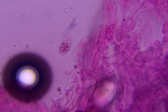 Hydropus praedecurrens