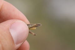 Chorthippus maritimus maritimus
