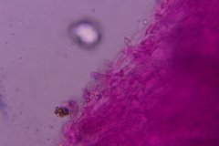 Hydropus praedecurrens