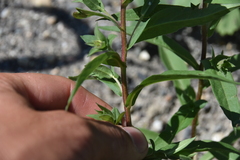 Canadanthus modestus