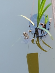 Pelophylax ridibundus