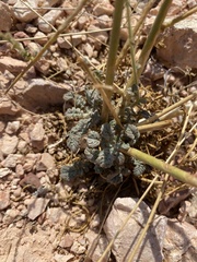 Chylismia multijuga