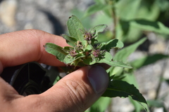 Canadanthus modestus