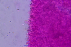 Hydropus praedecurrens