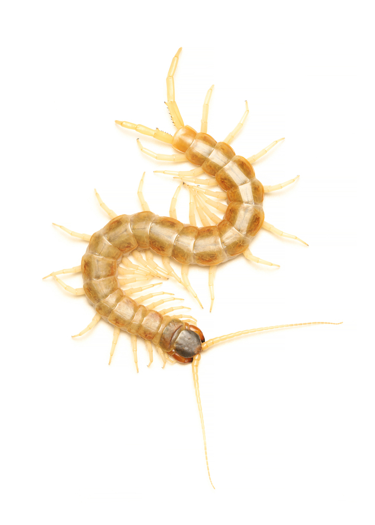 Scolopendra aztecorum
