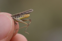 Chorthippus maritimus maritimus
