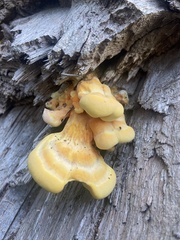 Laetiporus sulphureus
