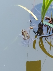 Pelophylax ridibundus