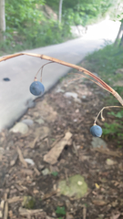 Caulophyllum thalictroides