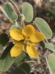 Senna bauhinioides