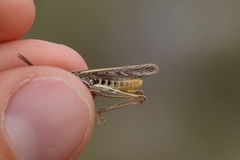 Chorthippus maritimus maritimus