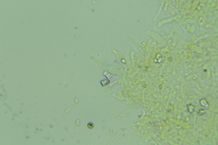 Hydropus praedecurrens