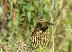 Bombus auricomus