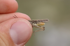 Chorthippus maritimus maritimus