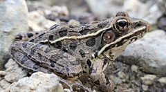 Lithobates blairi