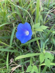 Ipomoea hederacea