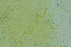 Hydropus praedecurrens