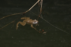 Pelophylax kurtmuelleri