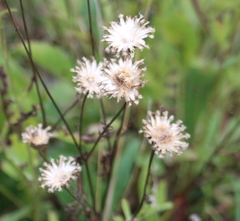 Centaurea scabiosa