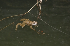 Pelophylax kurtmuelleri