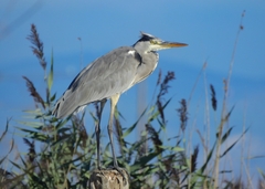 Ardea cinerea cinerea