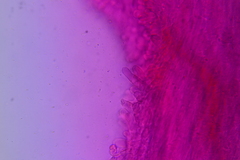 Hydropus praedecurrens