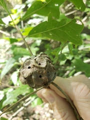 Andricus quercusstrobilanus