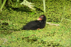 Gallinula chloropus chloropus