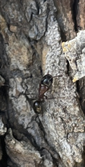 Camponotus vicinus