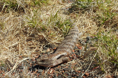 Tiliqua scincoides