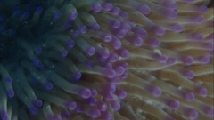 Heteractis magnifica