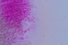 Hydropus praedecurrens