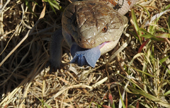Tiliqua scincoides