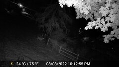 Odocoileus virginianus