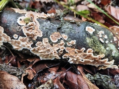 Steccherinum ochraceum