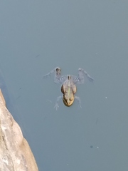 Pelophylax ridibundus