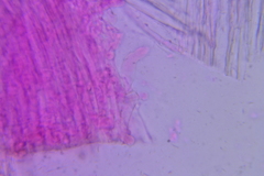 Hydropus praedecurrens