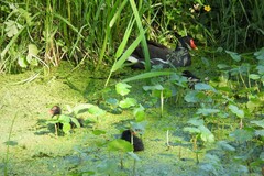 Gallinula chloropus chloropus