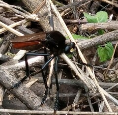 Archilestris magnificus