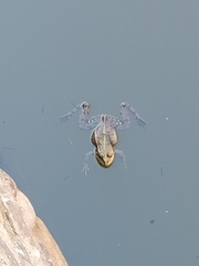 Pelophylax ridibundus