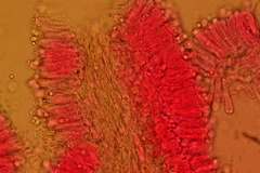 Hydropus praedecurrens