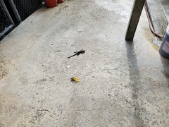 Agama picticauda