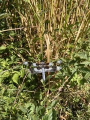 Libellula forensis