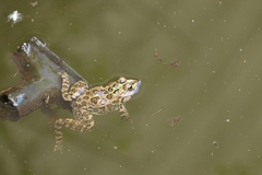 Pelophylax kurtmuelleri