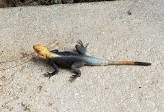 Agama picticauda