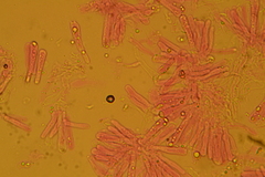 Hydropus praedecurrens